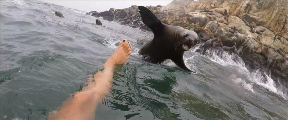 Face to face with a sea lion in Lima Peru